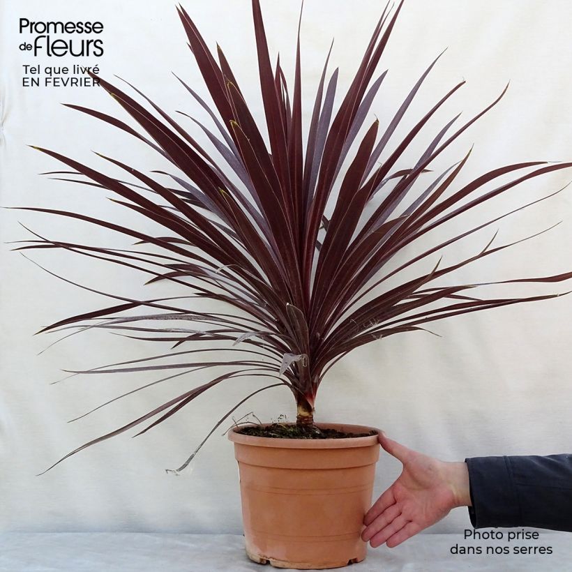 Cordyline australis Red Star - Cordiline Vaso da 7,5L/10L esemplare consegnato in inverno