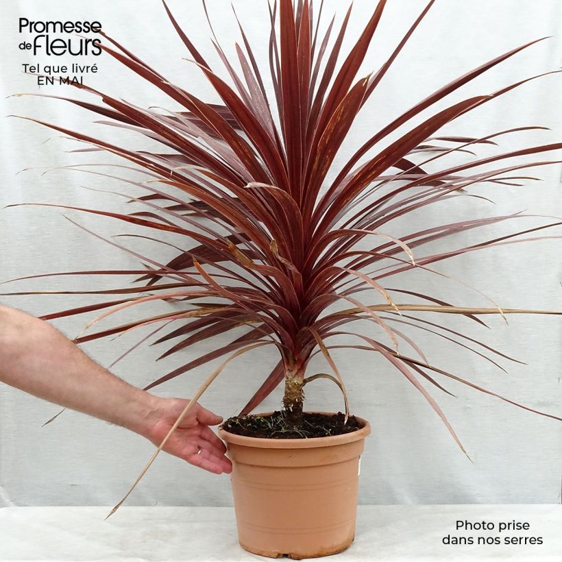 Cordyline australis Red Star - Cordiline Vaso da 7,5L/10L esemplare consegnato in primavera