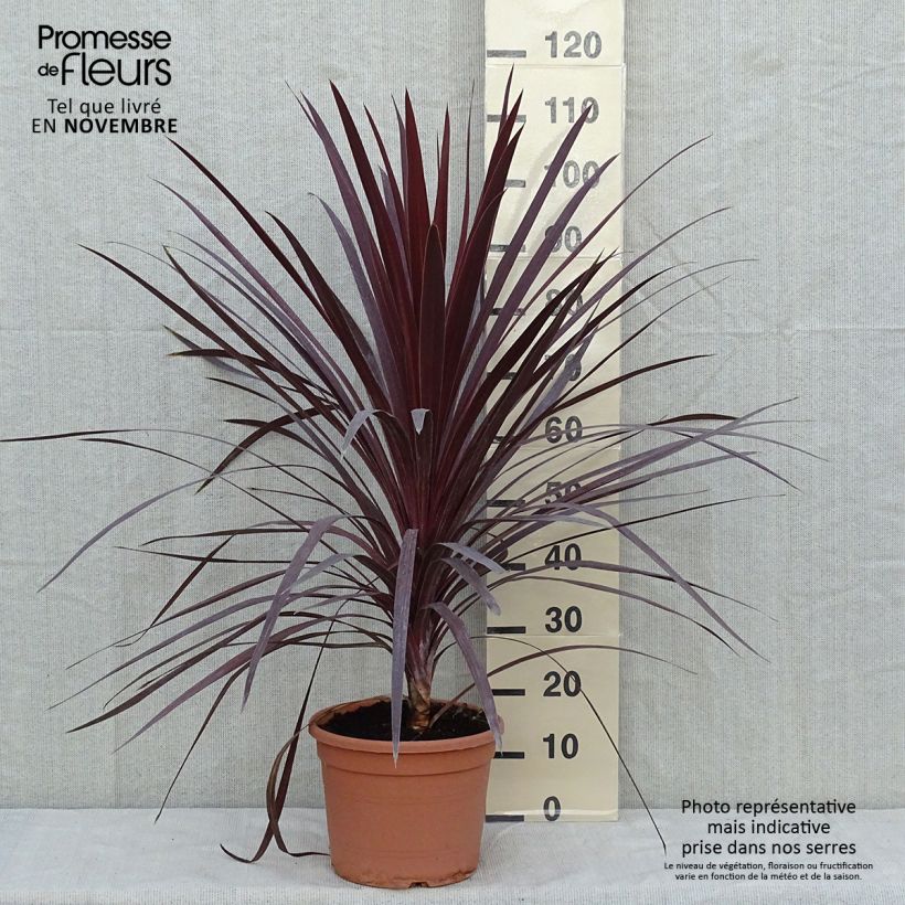 Esemplare di Cordyline australis Red Star - Cordiline Vaso da 7,5L/10L come consegnato in autunno