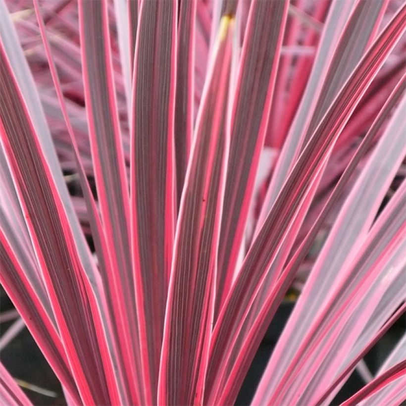 Cordyline australis Sunrise - Cordiline (Fogliame)