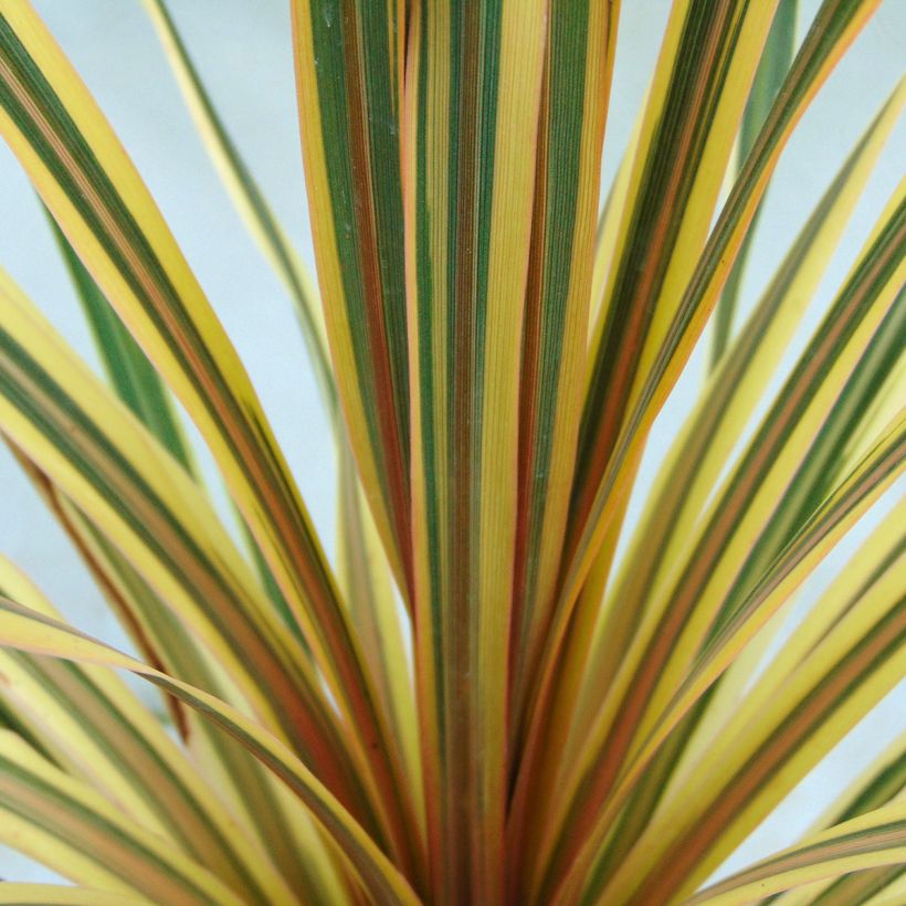 Cordyline australis Torbay Dazzler - Cordiline (Fogliame)