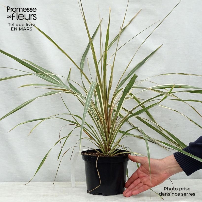 Cordyline australis Torbay Dazzler - Cordiline Vaso da 2L/3L esemplare consegnato in primavera