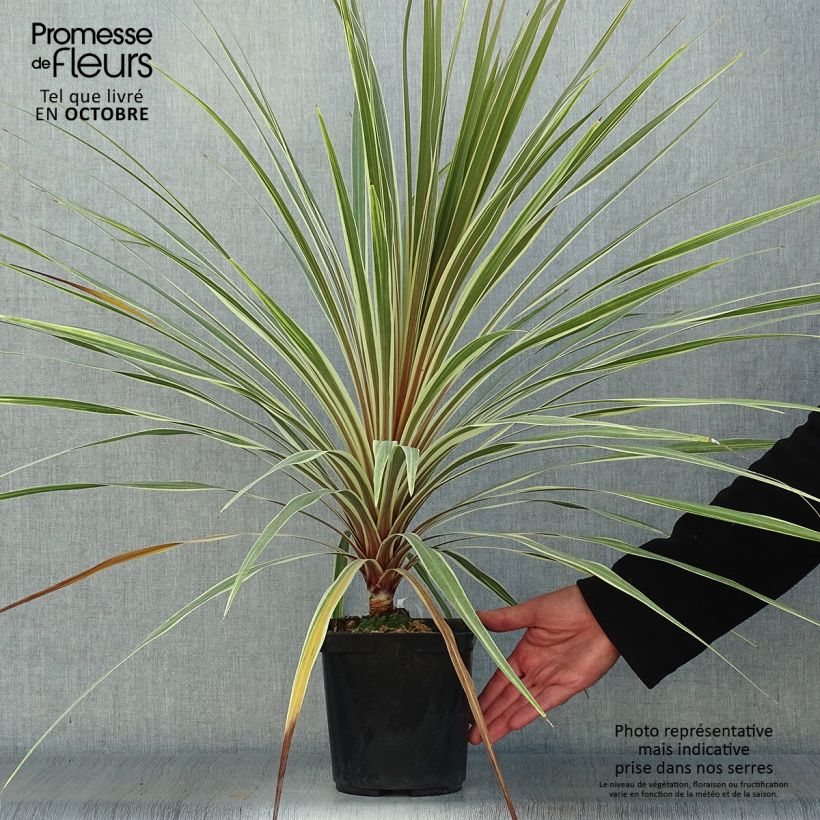 Esemplare di Cordyline australis Torbay Dazzler - Cordiline Vaso da 2L/3L come consegnato in autunno