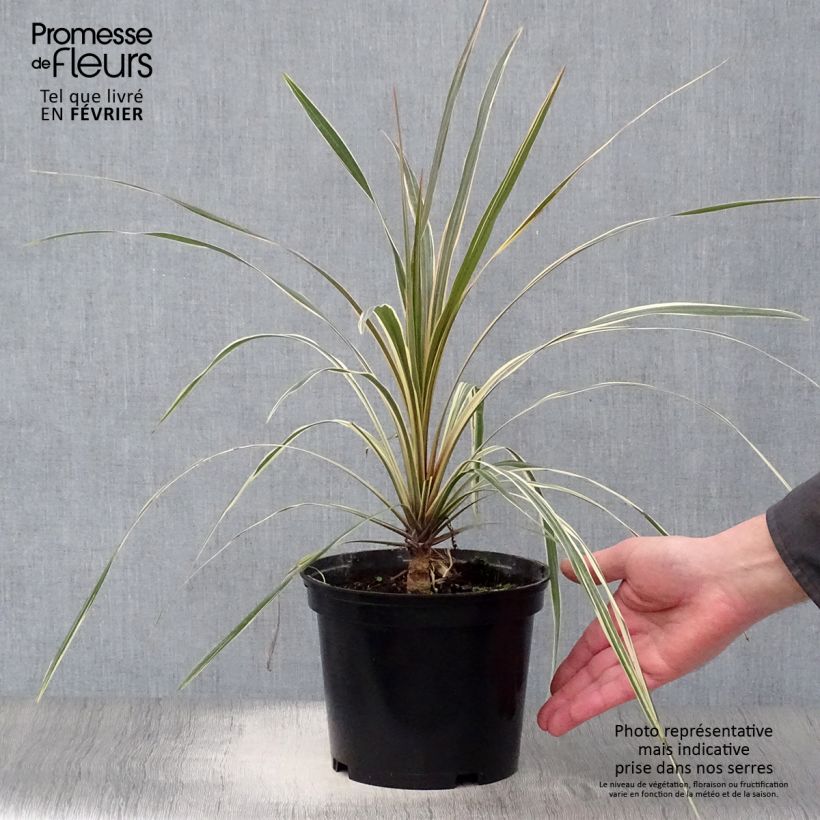 Cordyline australis Torbay Dazzler - Cordiline Vaso da 2L/3L esemplare consegnato in inverno