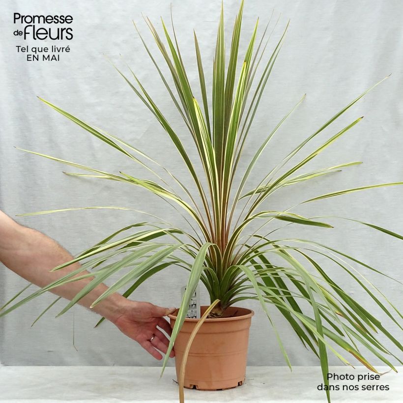 Cordyline australis Torbay Dazzler - Cordiline Vaso da 4L/5L esemplare consegnato in primavera