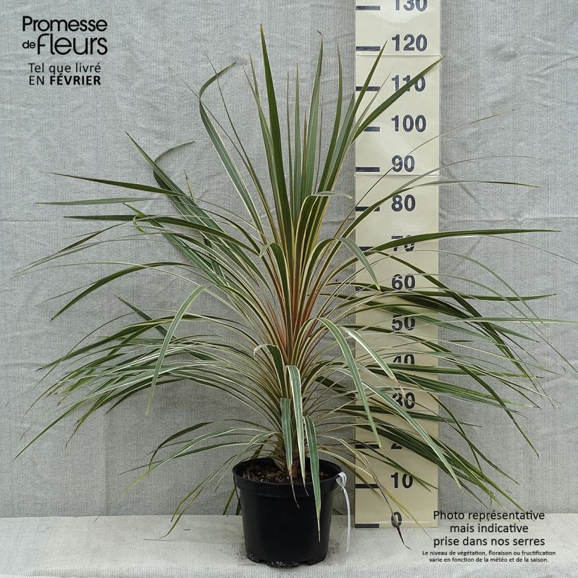 Cordyline australis Torbay Dazzler - Cordiline Vaso da 4L/5L esemplare consegnato in inverno