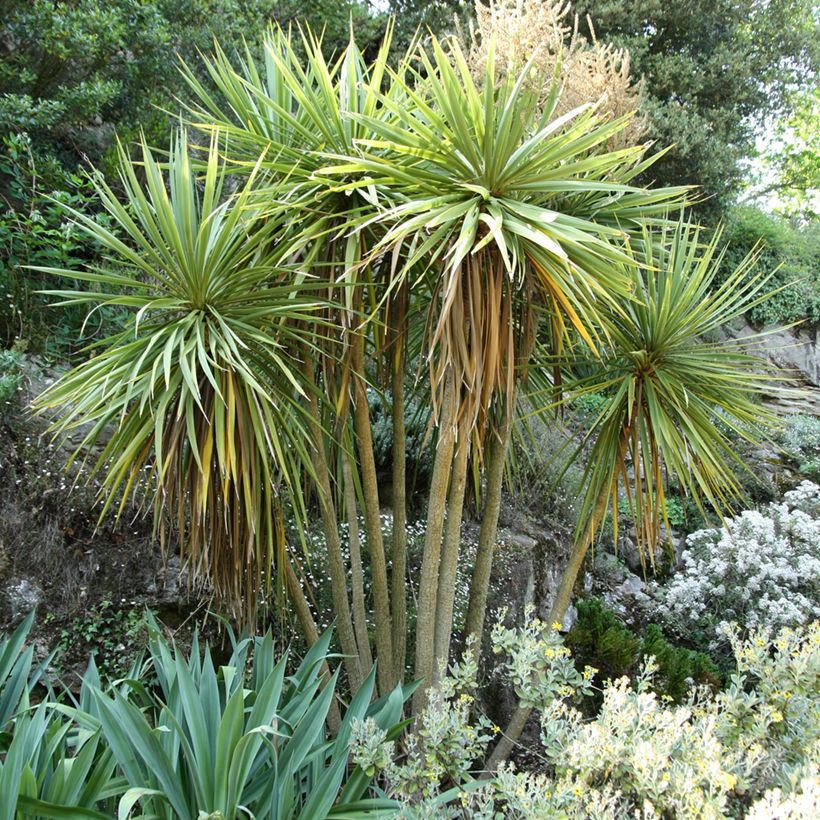 Cordyline australis - Cordiline (Porto)