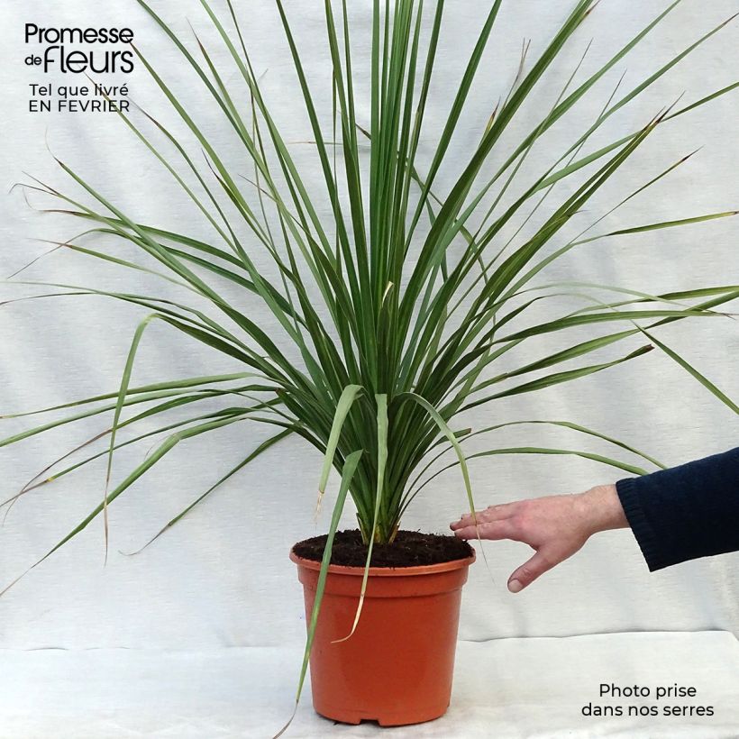 Cordyline australis - Cordiline Vaso da 6L/7L esemplare consegnato in inverno