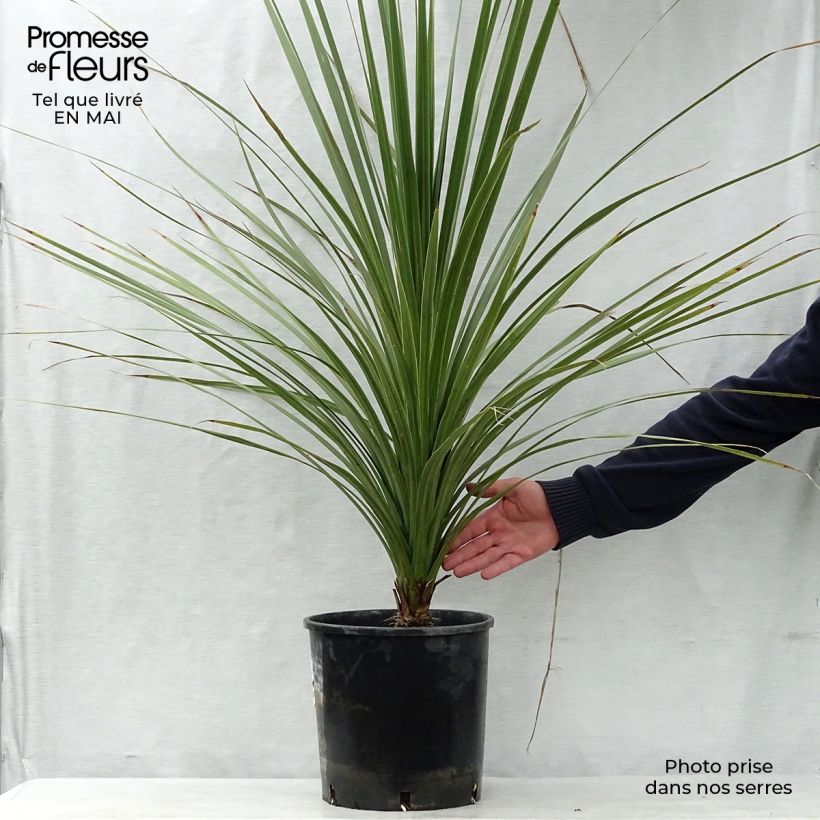 Cordyline australis - Cordiline Vaso da 6L/7L esemplare consegnato in primavera