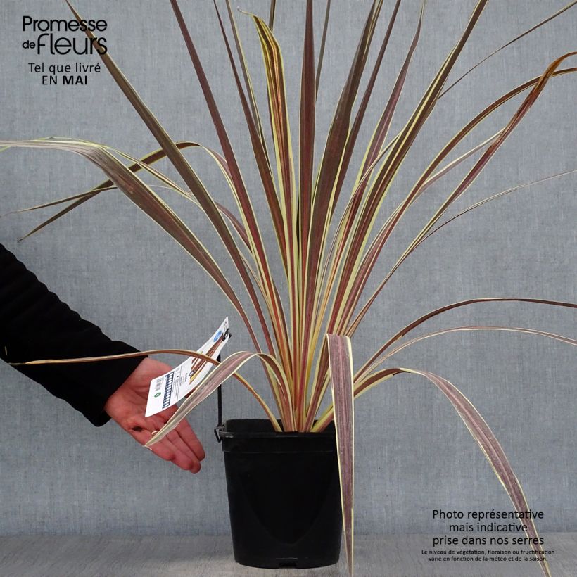 Cordyline banksii Electric Flash - Cordiline Vaso da 3L/4L esemplare consegnato in primavera
