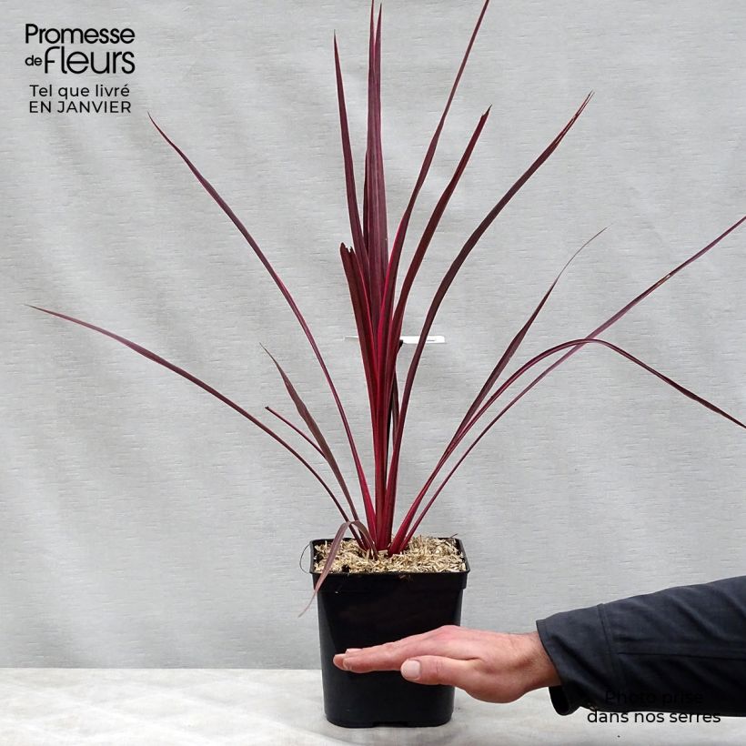 Cordyline banksii Electric Pink - Cordiline Vaso da 3L/4L esemplare consegnato in inverno
