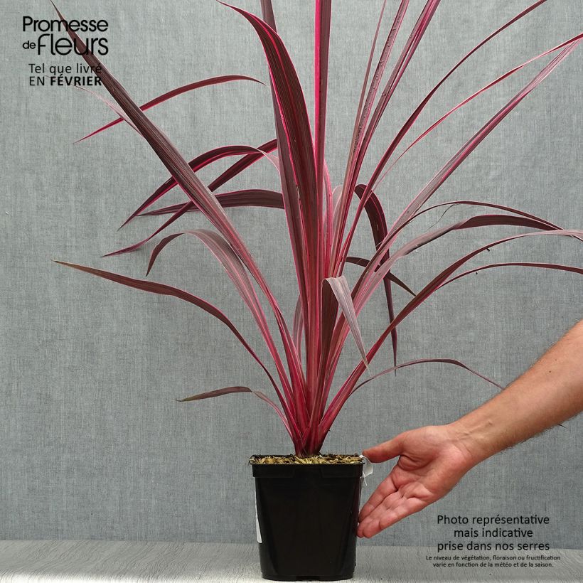 Esemplare di Cordyline banksii Electric Pink - Cordiline Vaso da 3L/4L come consegnato in autunno