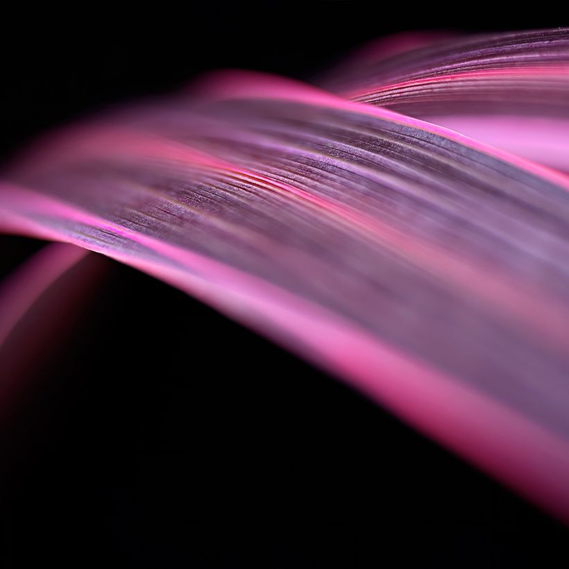 Cordyline banksii Electric Pink - Cordiline (Fogliame)