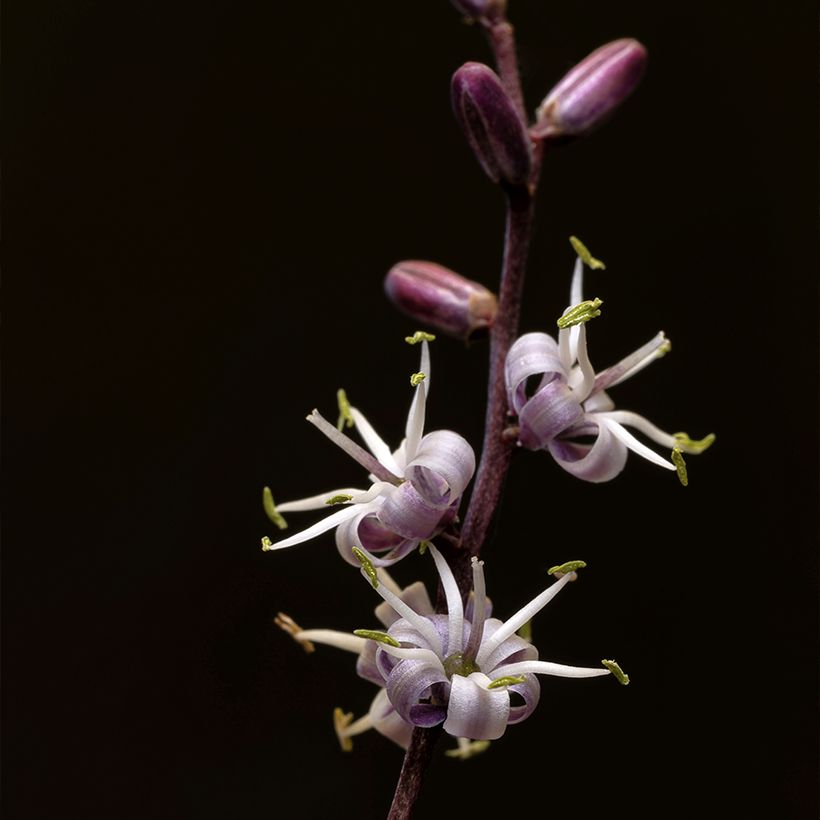 Cordyline banksii Electric Pink - Cordiline (Fioritura)