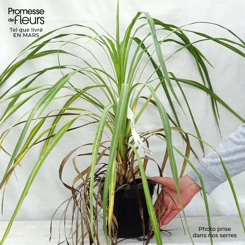 Cordyline indivisa - Cordiline Vaso da 3L/4L esemplare consegnato in primavera