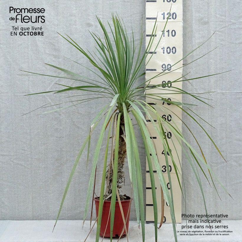 Esemplare di Cordyline indivisa - Cordiline Vaso da 3L/4L come consegnato in autunno