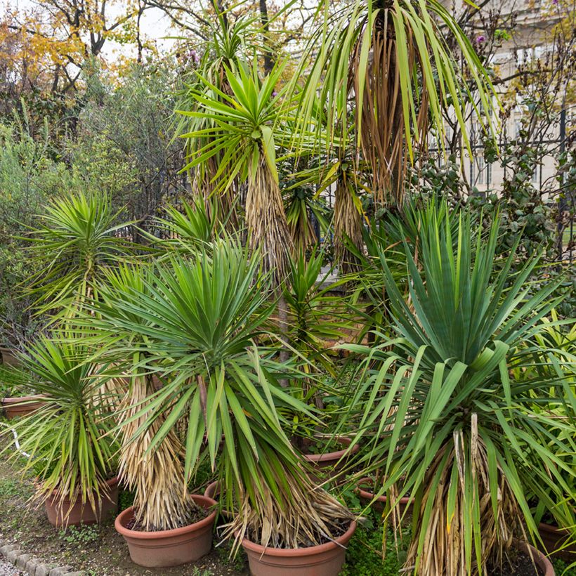 Cordyline indivisa - Cordiline (Porto)