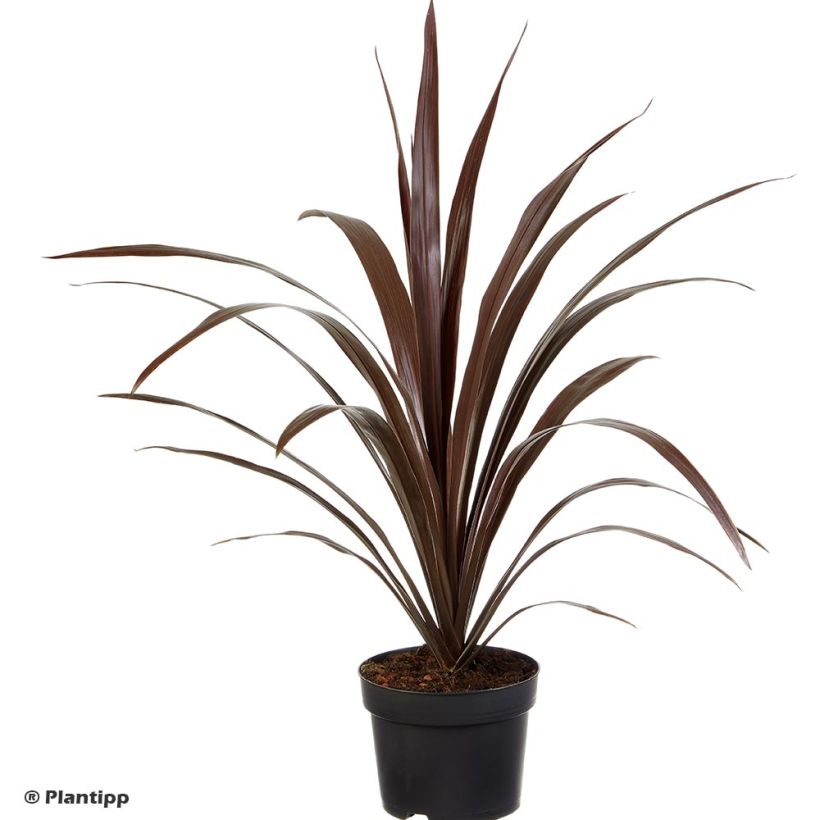 Cordyline obtecta Superstar - Cordiline (Porto)