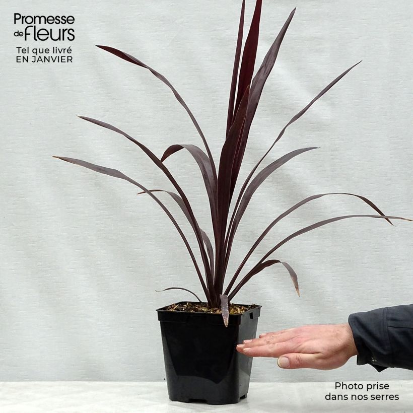 Cordyline obtecta Superstar - Cordiline Vaso da 3L/4L esemplare consegnato in inverno