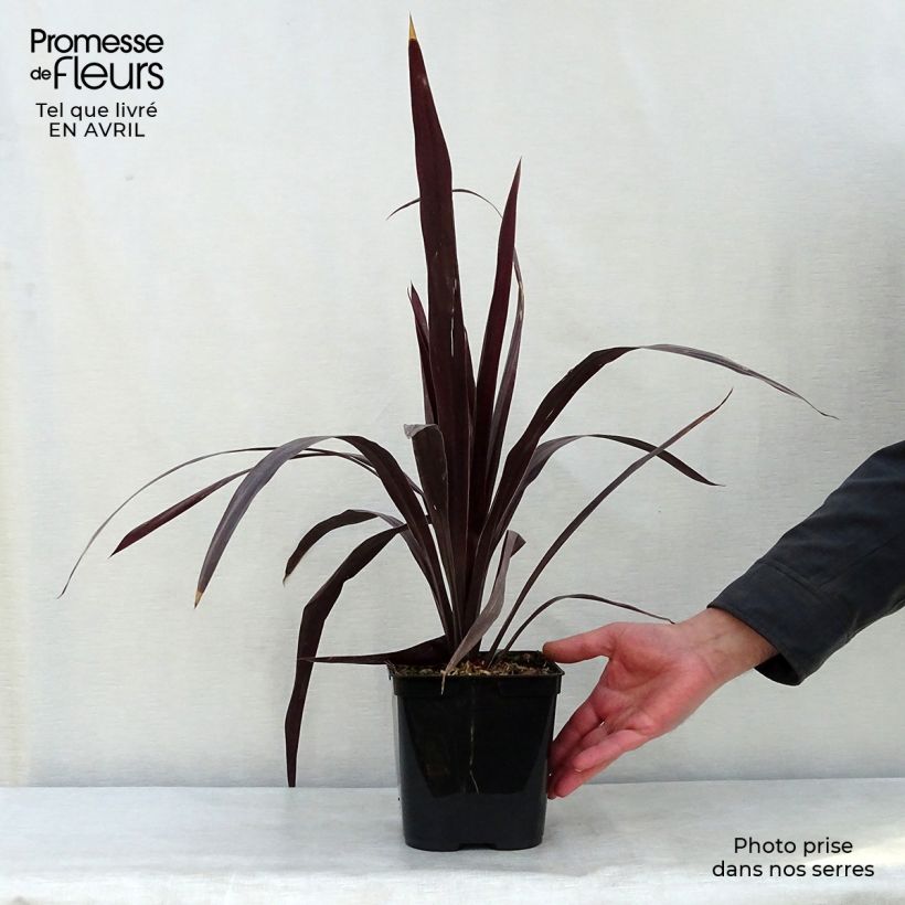 Cordyline obtecta Superstar - Cordiline Vaso da 3L/4L esemplare consegnato in primavera