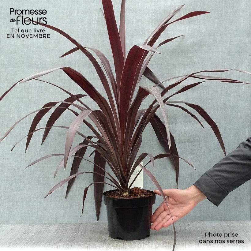 Esemplare di Cordyline obtecta Superstar - Cordiline Vaso da 3L/4L come consegnato in autunno