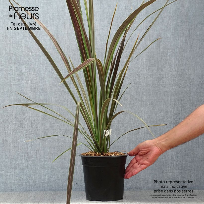 Esemplare di Cordyline banksii Electric Star - Cordiline Vaso da 3L/4L come consegnato in autunno