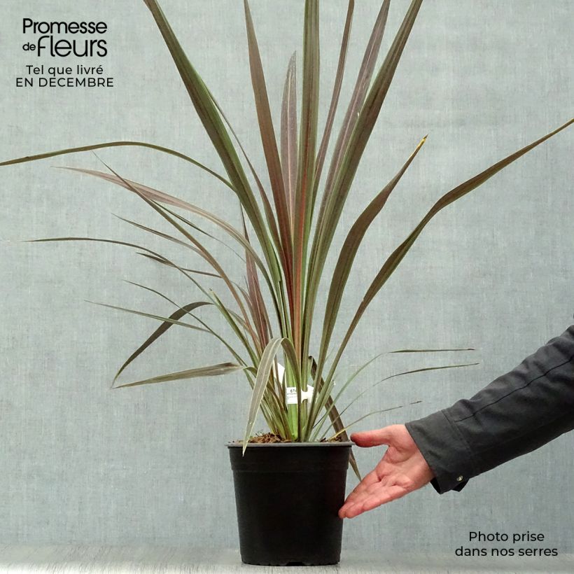 Cordyline banksii Electric Star - Cordiline Vaso da 3L/4L esemplare consegnato in inverno