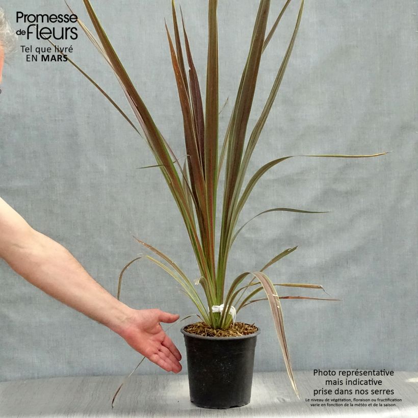 Cordyline banksii Electric Star - Cordiline Vaso da 3L/4L esemplare consegnato in primavera