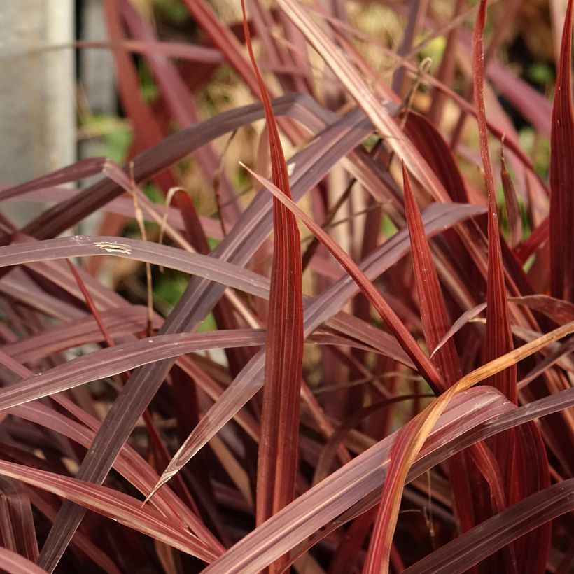 Cordyline australis Design a Line Burgundy - Cordiline (Fogliame)