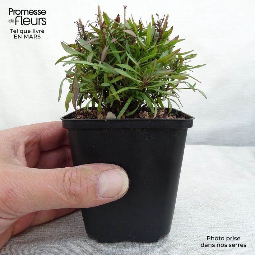 Coreopsis Citrine Vasetto da 8/9 cm esemplare consegnato in primavera