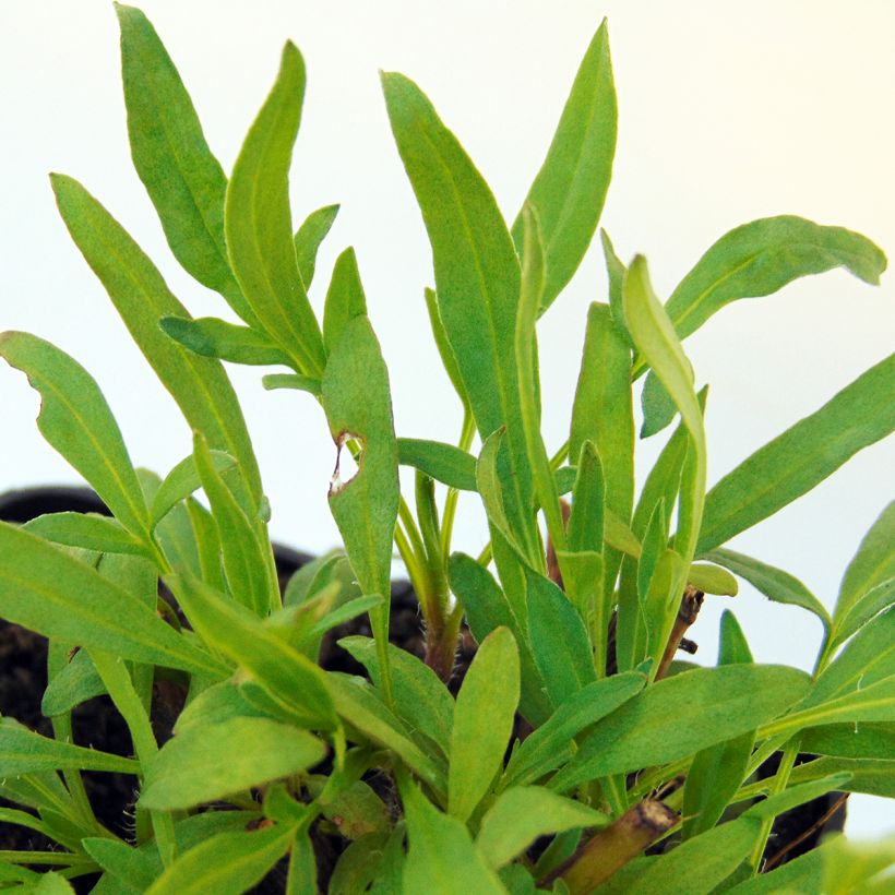 Coreopsis Cosmic Eye (Fogliame)