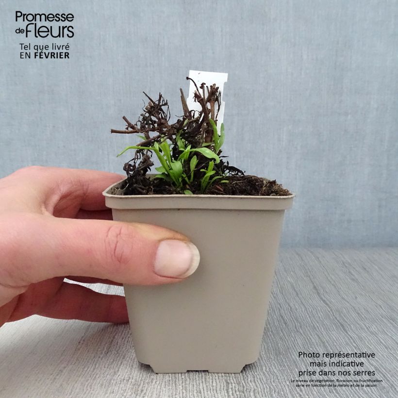 Coreopsis Cosmic Eye Vasetto da 8/9 cm esemplare consegnato in inverno