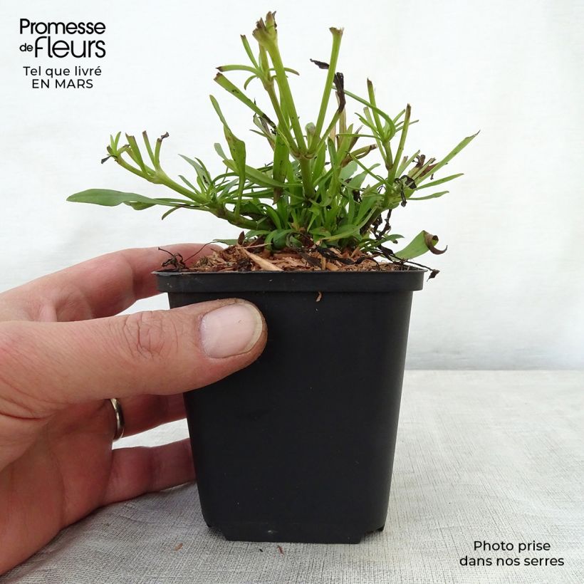 Coreopsis Cosmic Eye Vasetto da 8/9 cm esemplare consegnato in primavera