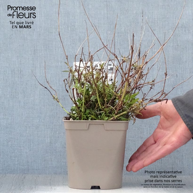 Coreopsis Cosmic Eye Vaso da 2L/3L esemplare consegnato in primavera