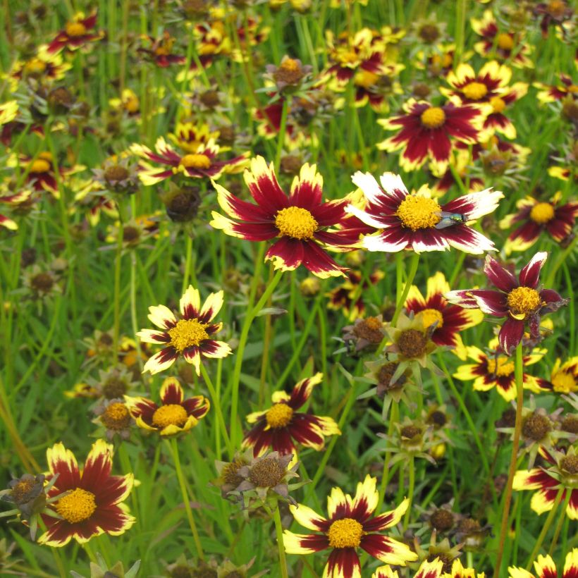 Coreopsis Cosmic Eye (Porto)