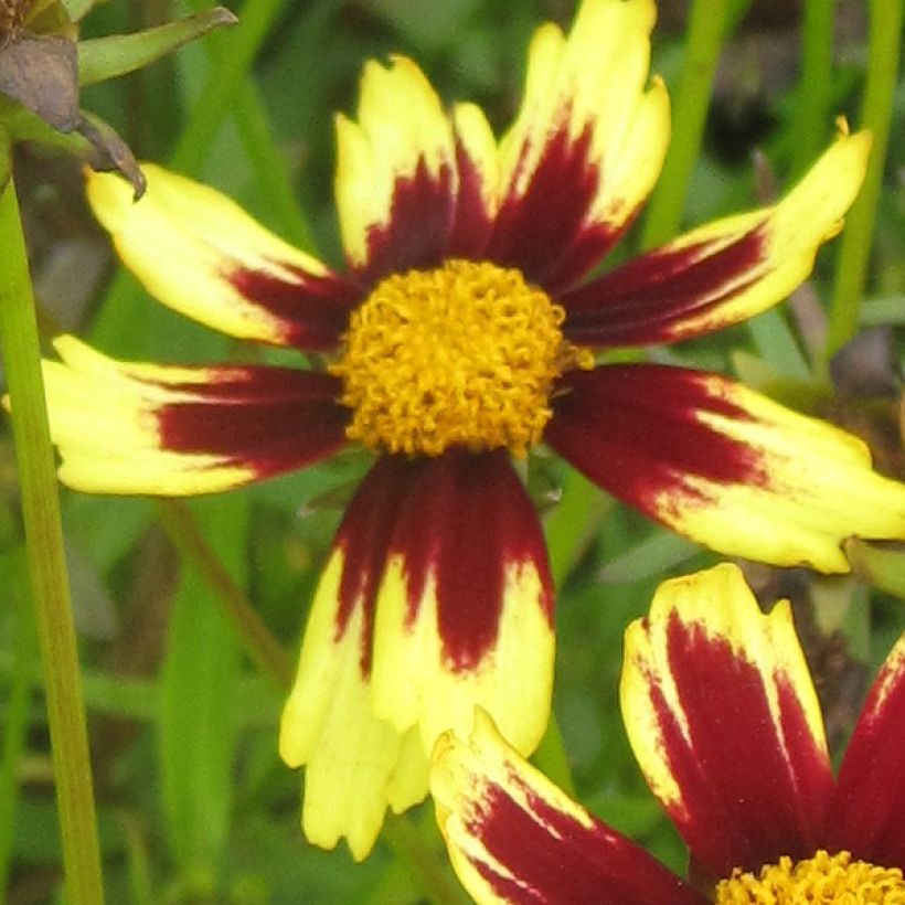 Coreopsis Cosmic Eye (Fioritura)