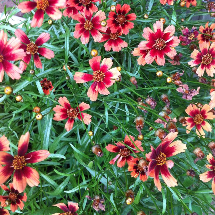 Coreopsis Desert Coral (Fioritura)