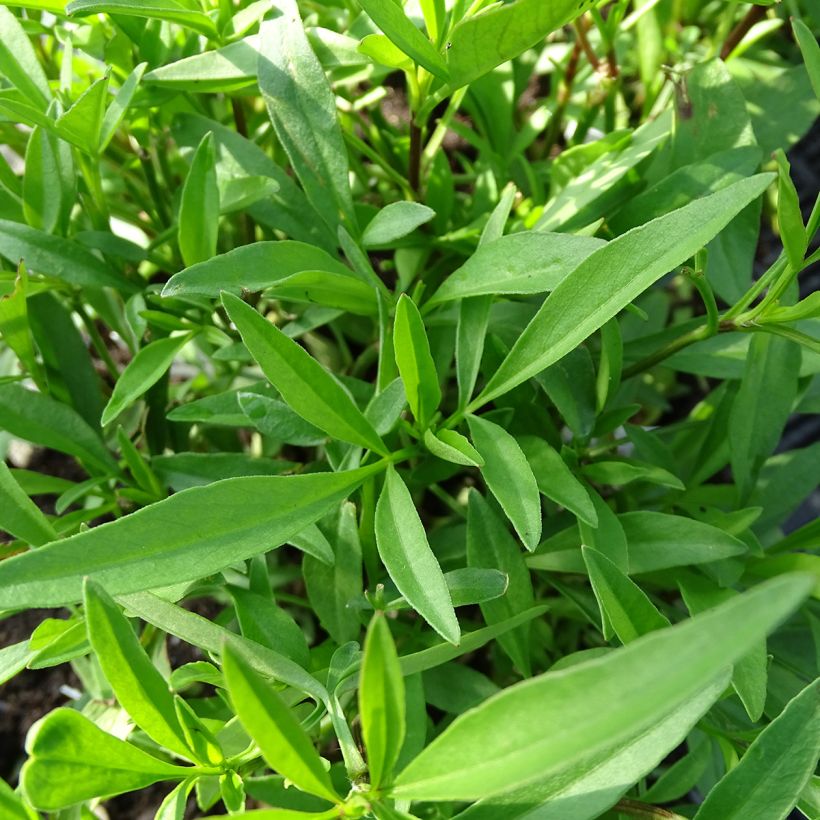 Coreopsis Full Moon Madness (Fogliame)