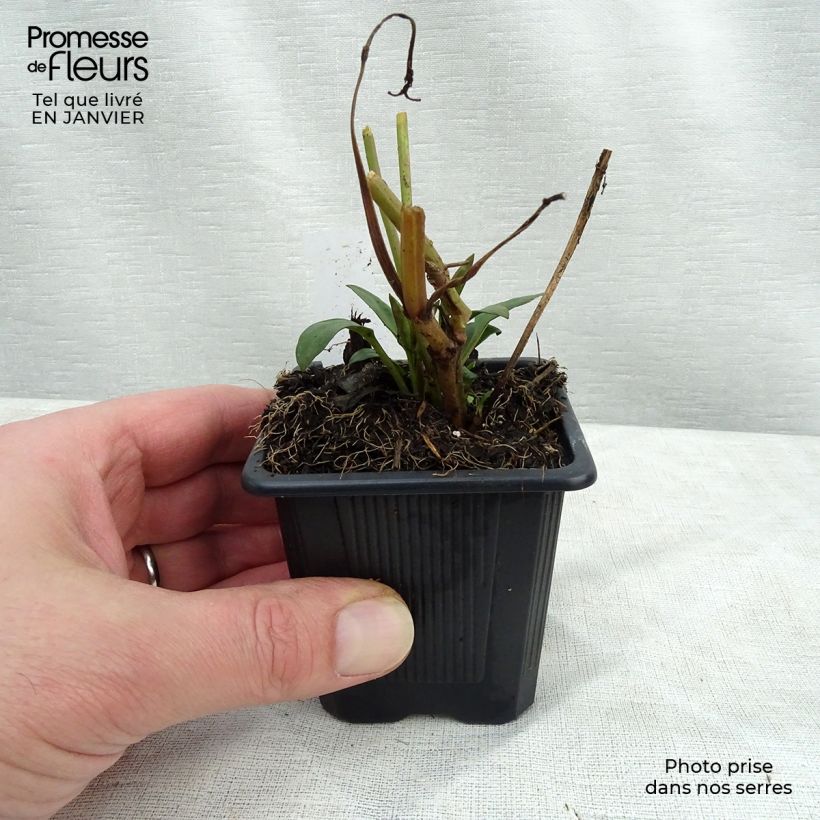 Coreopsis Full Moon Madness Vasetto da 8/9 cm esemplare consegnato in inverno