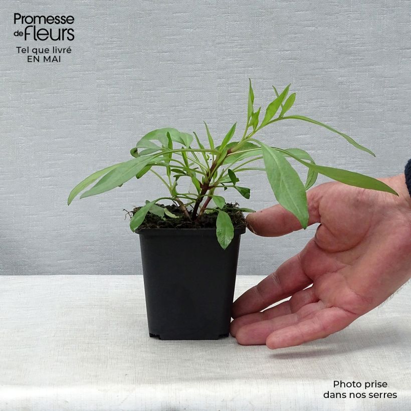 Coreopsis Full Moon Madness Vasetto da 8/9 cm esemplare consegnato in primavera