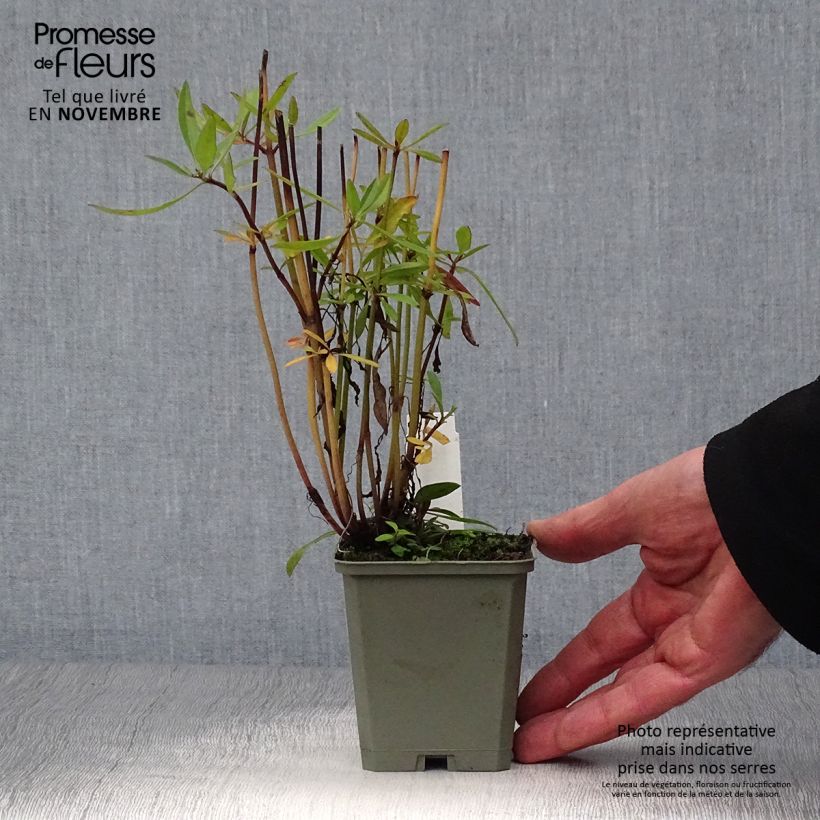 Esemplare di Coreopsis Full Moon Madness Vasetto da 8/9 cm come consegnato in autunno