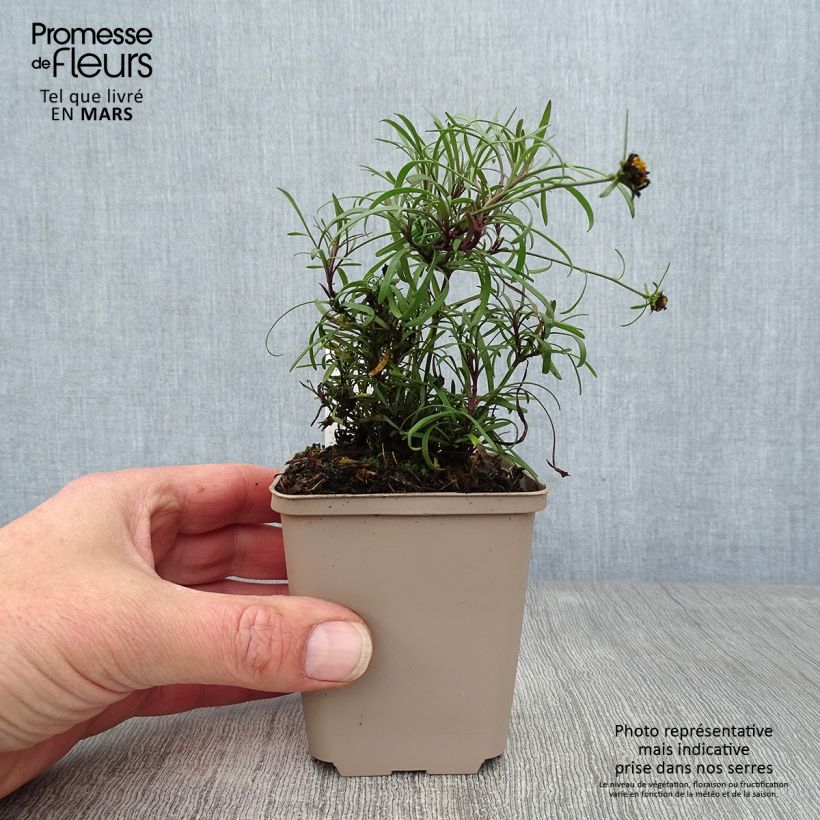 Coreopsis Honeybunch Red & Gold Vasetto da 8/9 cm esemplare consegnato in primavera