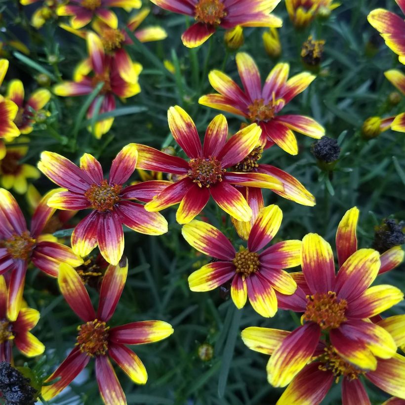 Coreopsis Honeybunch Red & Gold (Fioritura)