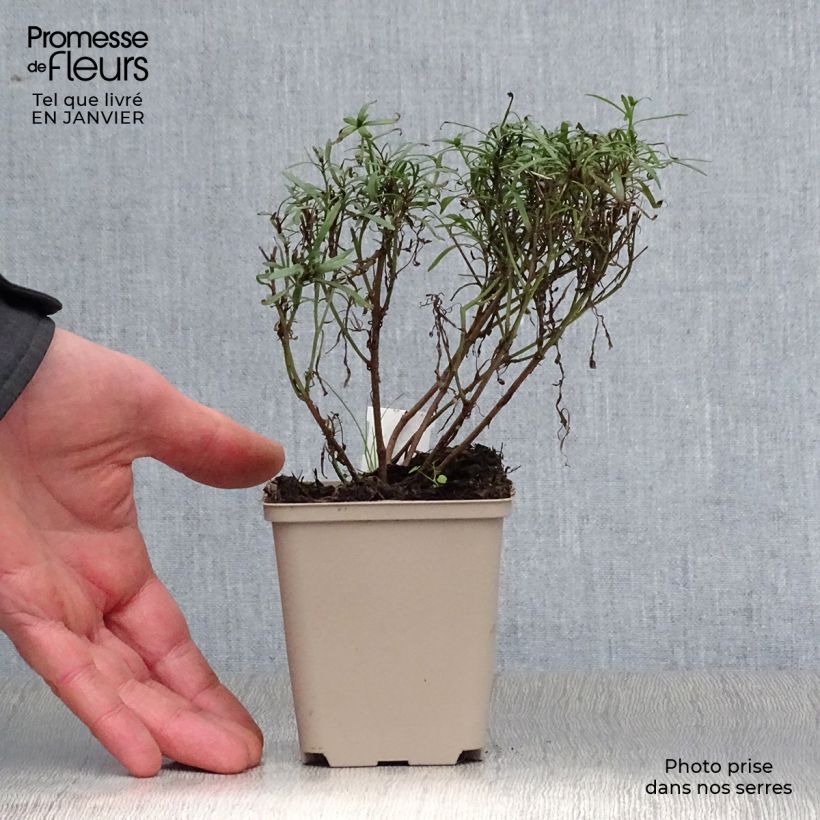 Coreopsis Honeybunch Red & Gold Vasetto da 8/9 cm esemplare consegnato in inverno