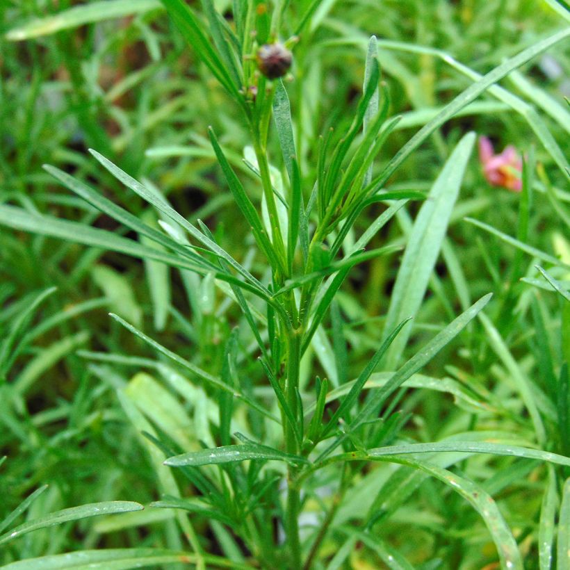 Coreopsis Limerock Passion (Fogliame)
