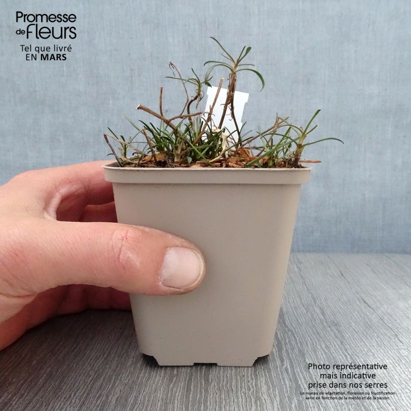 Coreopsis Limerock Passion Vasetto da 8/9 cm esemplare consegnato in primavera