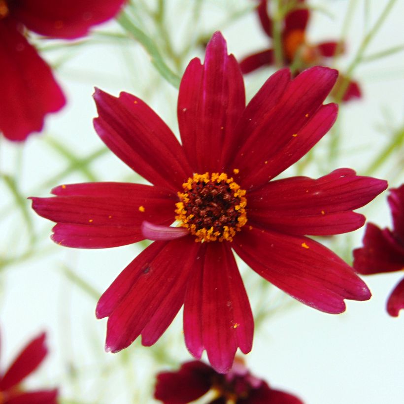 Coreopsis Limerock ruby (Fioritura)