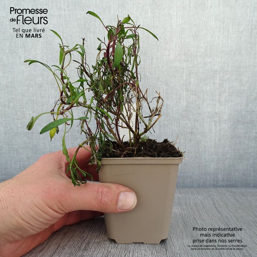 Coreopsis Limerock ruby Vasetto da 8/9 cm esemplare consegnato in inverno