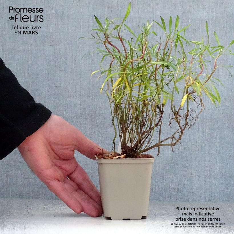 Coreopsis Limerock ruby Vasetto da 8/9 cm esemplare consegnato in primavera