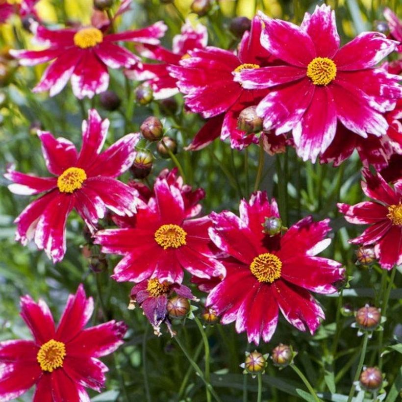 Coreopsis Madras Magic (Fioritura)